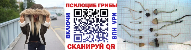 Галлюциногенные грибы Psilocybe  kraken сайт  Заводоуковск 